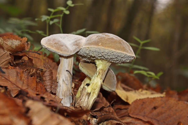 노란 살의 boletus - 붉은 균열 bolete (xerocomellus chrysenteron). - yellow boletus 뉴스 사진 이미지