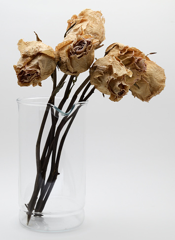 bouquet of dried roses in a glass jar on a white background