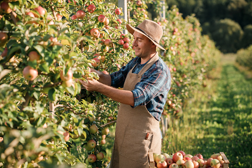 Happy smiling male farmer worker crop picking fresh ripe apples in orchard garden during autumn harvest. Harvesting time