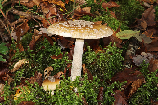 08 november 2022, Basse Ham, Thionville Portes de France, Moselle, Lorraine, France. It's fall. In the forest, a very large mushroom, an Amanita ceciliae, stands above a bed of moss. the cap of the mushroom is greenish, with some white scales. The stem of the mushroom is white. It is an edible mushroom.