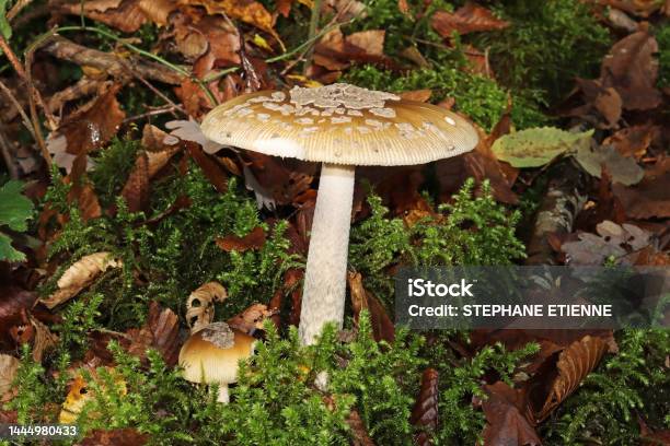 Imperial Amanita Stock Photo - Download Image Now - Edible Mushroom, Hypha, Mushroom