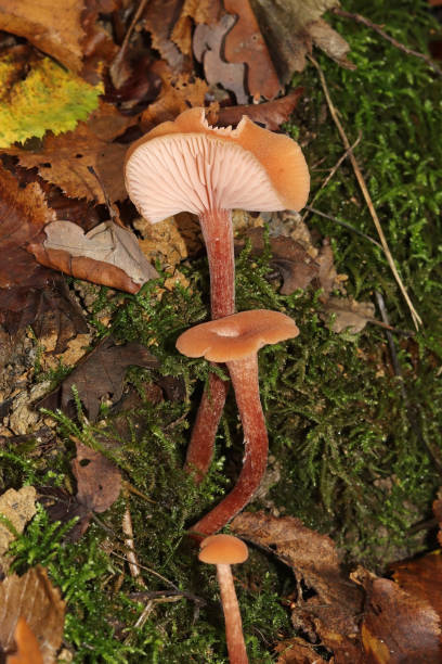 Clitocybe laqué - Deceiver (Laccaria laccata). 08 november 2022, Basse Ham, Thionville Portes de France, Moselle, Lorraine, France. It's fall. In the forest, on the edge of a ditch, three Deceivers pushed on the wall. Mushrooms are at different stages of development. The cap of the oldest mushroom is completely raised. Have seen his gills. The mushrooms are all a pretty salmon pink. laccata stock pictures, royalty-free photos & images