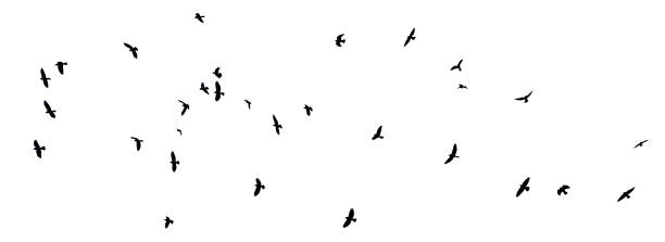 flock of birds isolated white background