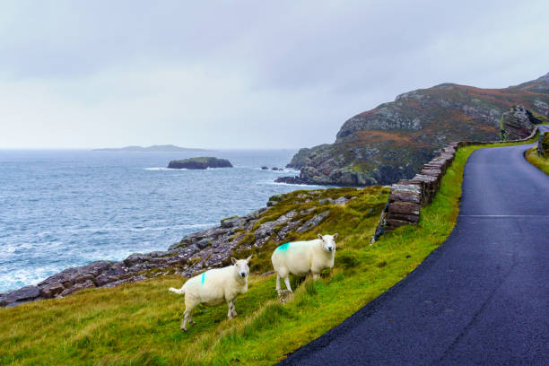 istock Coastal road and sheep in the Northwest Highlands 1444981447