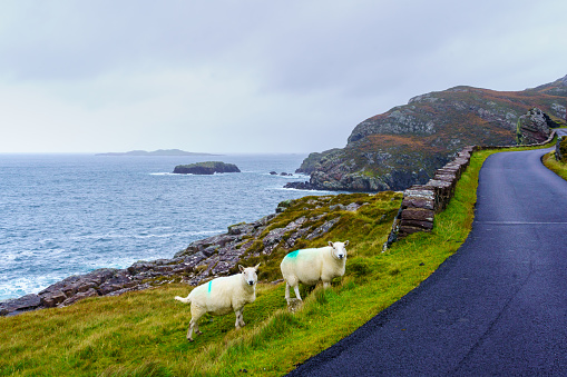 View of coastal road and sheep in the Northwest Highlands, Scotland, UK
