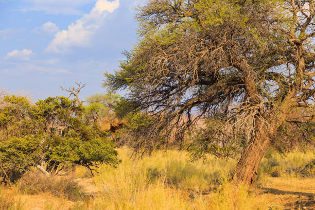 Namibian landscape. African savannah during a hot day.Red ground. Solitaire, Namibia.