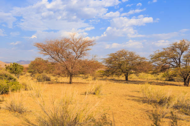 istock African savannah during a hot day. Solitaire, Namibia. 1444982365