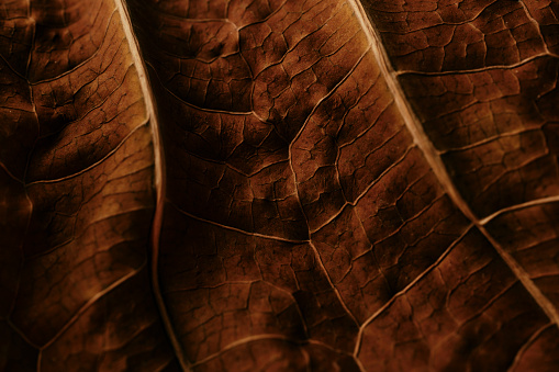 Nature background, macro of a dried leaf.