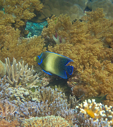 Mansuar island, Raja Ampat, West Papoua, Indonesia