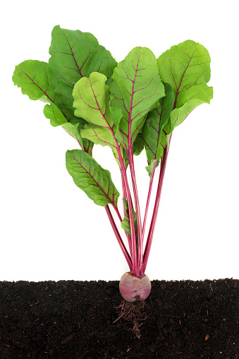 Beetroot plant growing in earth with rootball, cross section. Organic health food local sustainable farming fresh produce. On white.