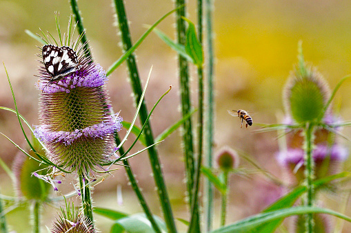 Selective focus on a braconid wasp on a thistle