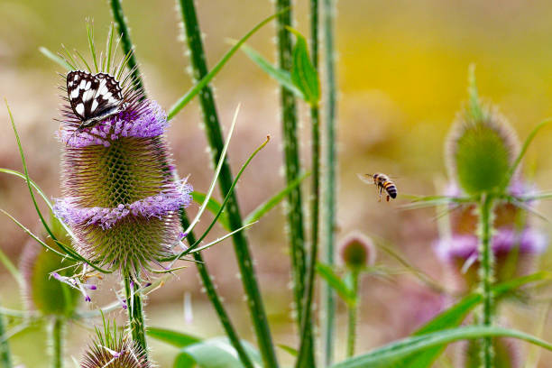 Butterfly with flying honey bee stock photo