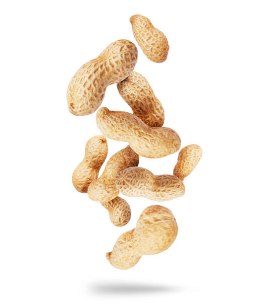 istock Dried peanuts close-up in the air isolated on a white background 1444984555
