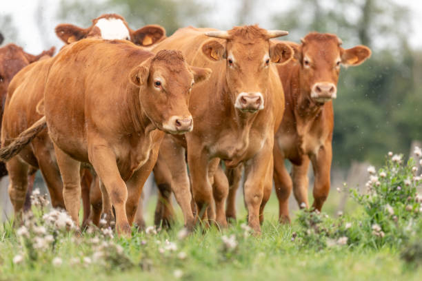 istock Brown cows in a pasture in the summer. 1444986896