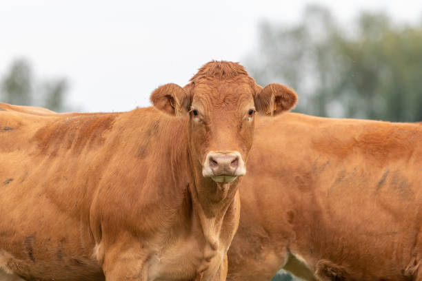 istock Brown cows in a pasture in the summer. 1444986913