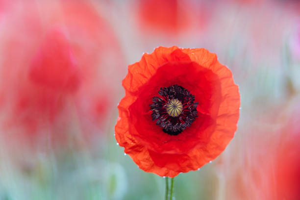 istock Soft poppy study in Norfolk poppy field v 1444988036