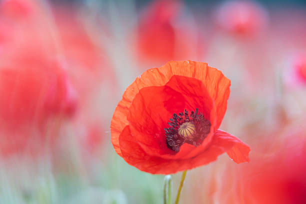 istock Soft poppy study in Norfolk poppy field vi 1444988038