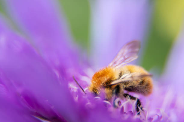 Bee feeding on purple flower. Bee feeding on purple flower. September, 2020 british birds stock pictures, royalty-free photos & images