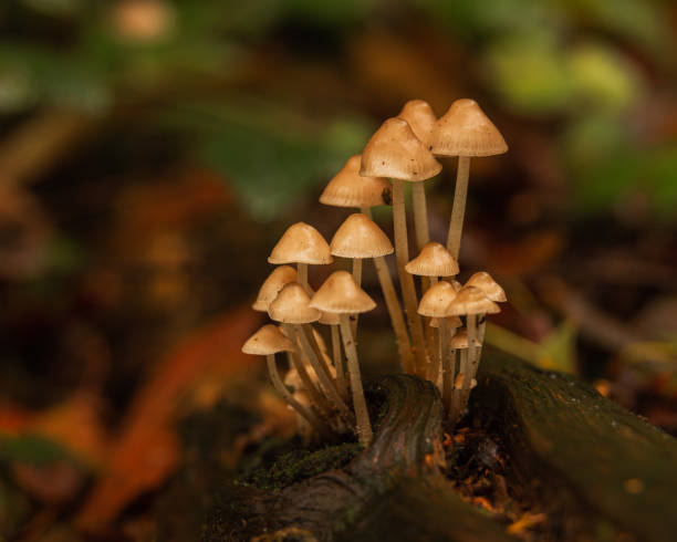 istock Mushroom cluster growing on woodland log. 1444988067