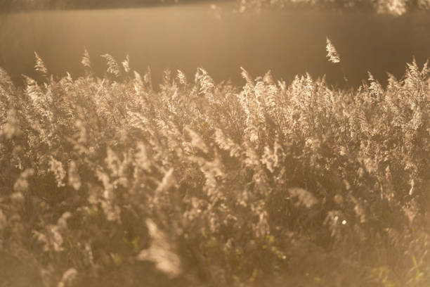 istock Sunlit reedbeds iii Norfolk 1444988796