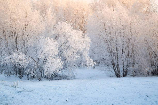 istock Frost on the trees in the city park. 1444990466