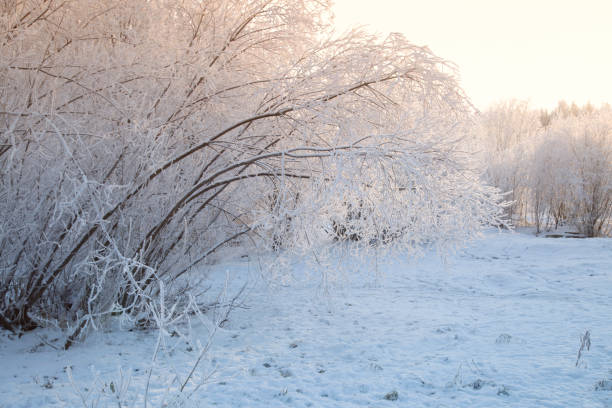 istock Frost on the trees in the city park. 1444990472