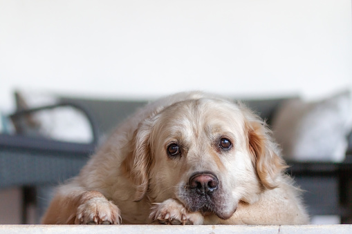 Dog of the golden retriever breed rests with its head resting on its right front paw. The dog has a sad and tender look