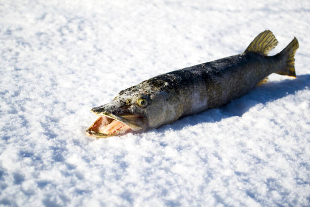 istock Freshly caught pike lie on the white snow. 1444993520