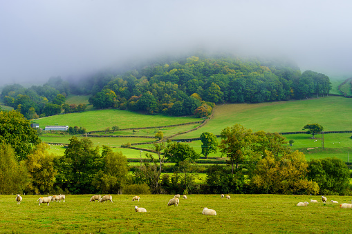 View of countryside, sheep and fog in Wales, UK