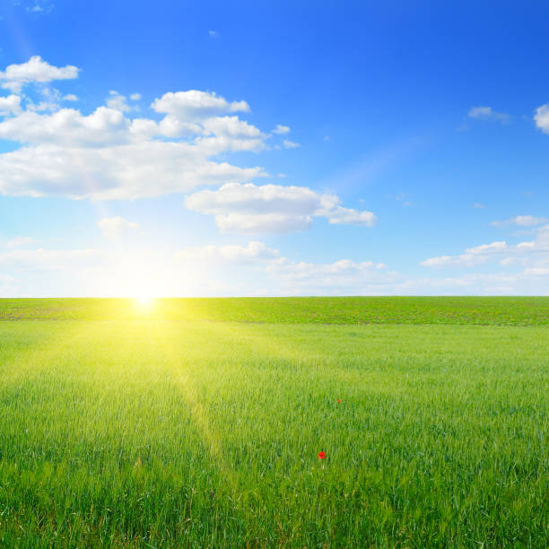 Wheat field and blue sky with sun.