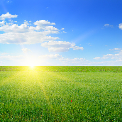 Wheat field and blue sky with sun. Rural landscapes.