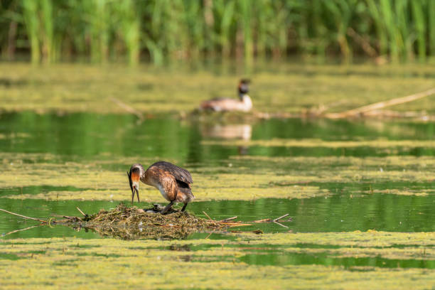 istock Great crested grebe (Podiceps cristatus) medium-sized migratory water bird, breeding season. The female sits on the nest and incubates the eggs, the nest is made of aquatic vegetation on the pond. 1444996139