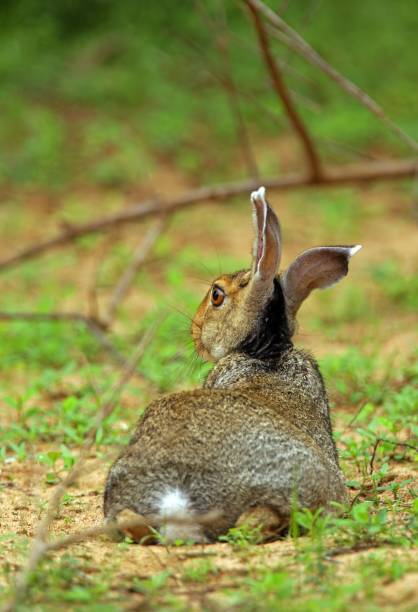 Indian Hare (Lepus nigricollis) Indian Hare (Lepus nigricollis) adult lying on ground under bush
Yala NP, Sri Lanka December indian hare photos stock pictures, royalty-free photos & images