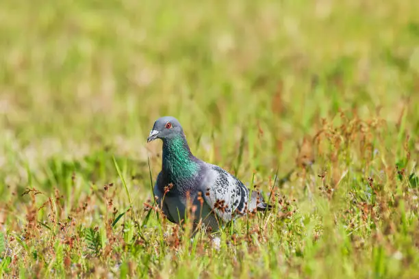 Photo of Rock dove - Columba livia - A popular medium-sized bird with grayish plumage walks on green grass looking for something to eat, sunny summer day.