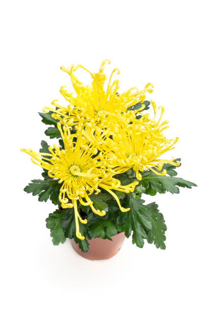istock Yellow Chrysanthemum flower in pot isolated on white 1444997349