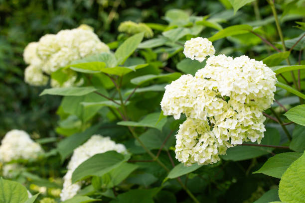 istock Blooming white hydrangea bushes in the garden 1444997377