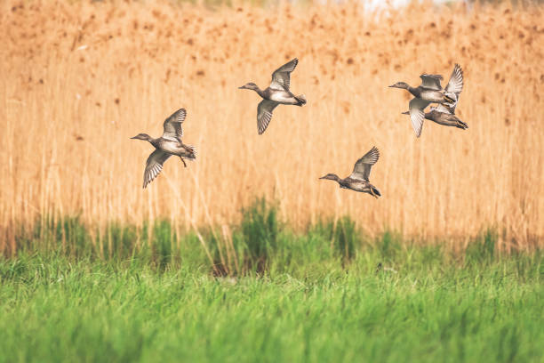 istock Gadwall - Mareca strepera - a medium-sized water bird from the duck family, ducks fly over green grass next to tall reeds. 1444997952