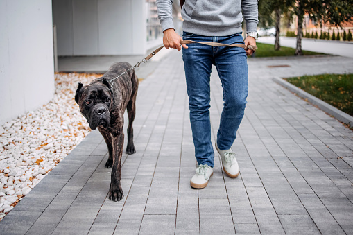 Man walks his dog around town