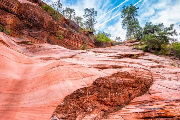 Photo of Zion National Park in Utah on Gifford Canyon trail with red sandstone rock formations, pine trees in desert summer