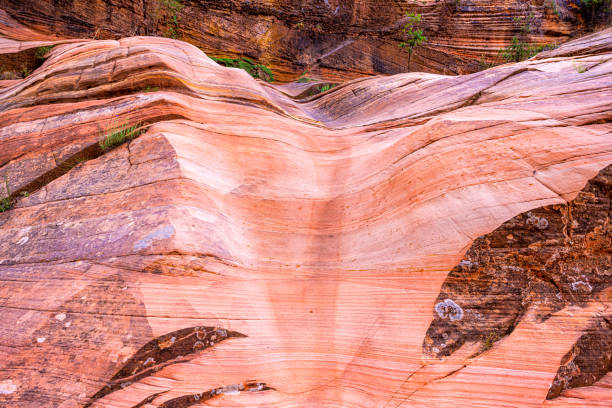 Photo of Gifford Canyon trail, Utah Zion National Park with red pink sandstone layers wave formation on rock wall cliff abstract closeup