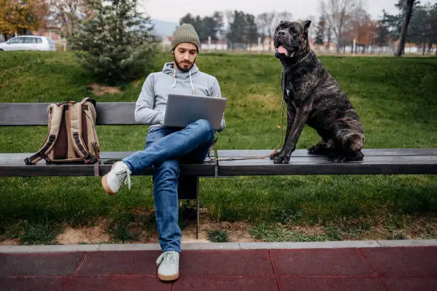 Man is working on a laptop on a park bench, his dog is next to him