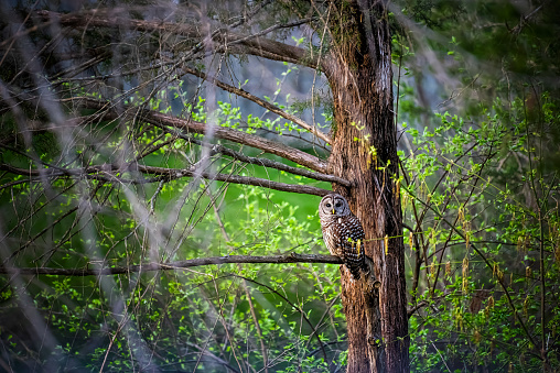 Barred owl perched on tree branch, bird of prey hunting swiveling head in forest in Fairfax, Virginia foraging for food, looking at camera