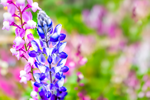 Macro closeup of colorful blue purple pink lupine lupin flowers in Kyoto, Japan with background bokeh of green leaves foliage in garden