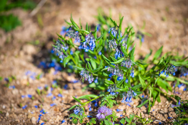 wilde glockenblumen blumen auf dem snodgrass-wanderweg am mount crested butte mountain town village, colorado im frühling oder sommer - wildflower lush foliage outdoors campanula stock-fotos und bilder