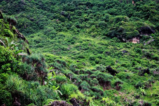 istock Coastal Coral Cliffs with Lots of Green Plants 1444999548