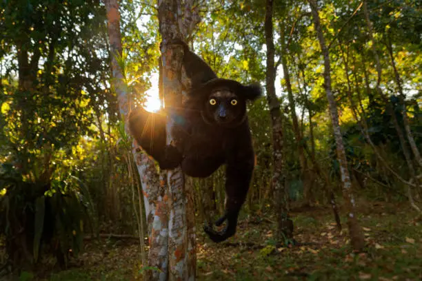 Indri indri - Babakoto the largest lemur of Madagascar has a black and white coat, climbing or clinging, moving through the canopy, herbivorous, feeding on leaves and seeds, fruits and flowers.