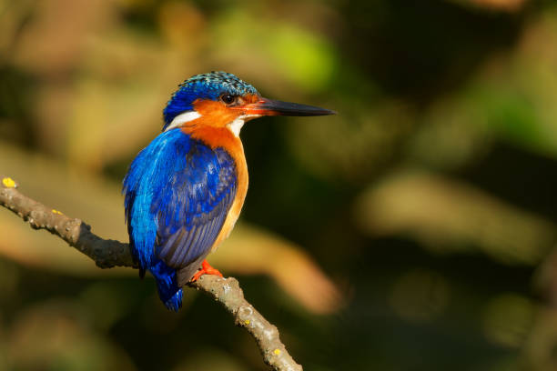 Malagasy or Madagascar Kingfisher - Corythornis vintsioides blue bird in Alcedinidae in Madagascar, Mayotte and the Comoros, natural habitat is subtropical or tropical mangrove forests. stock photo