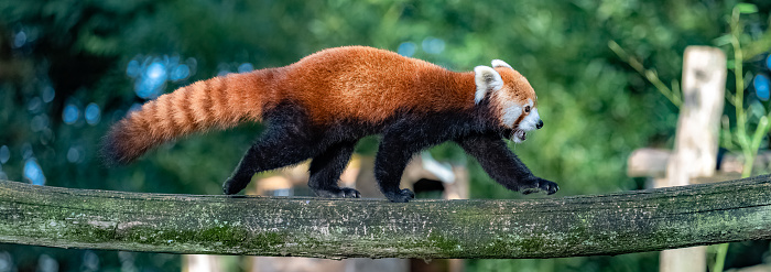 A red panda, Ailurus fulgens, walking on a branch