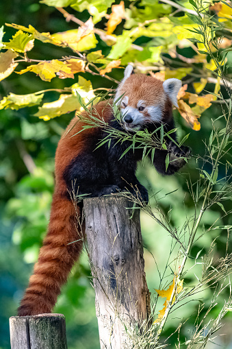 A red panda, Ailurus fulgens, eating bamboo, sitting on a branch