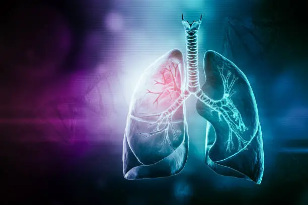 Photo of Human lungs with trachea and bronchi futuristic 3D rendering illustration with copy space. Anatomy, medical and healthcare, biology, medicine, science concepts.